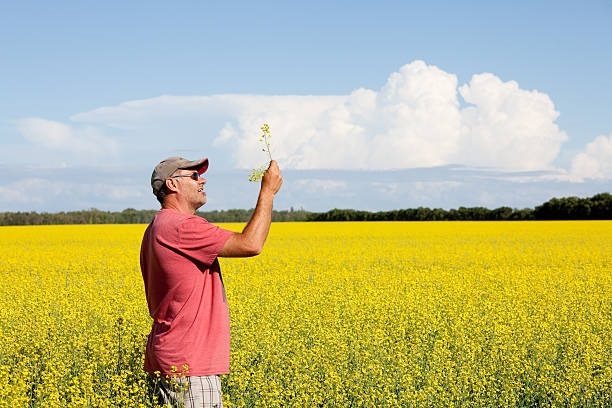Canola Oil Producers in Canada