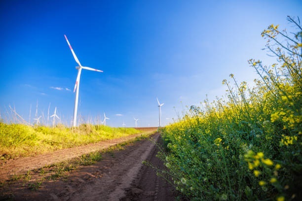 Canola Oil Suppliers in Canada