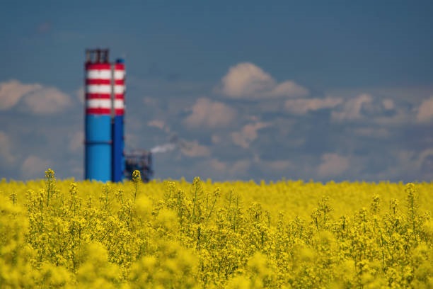 Canola Oil Suppliers in Canada